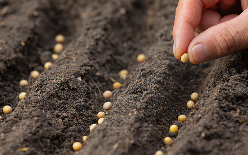 DIY Direktsaat: So gelingt das Aussäen ohne Umweg