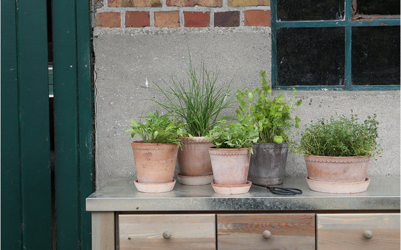 Frische Küchenkräuter in Tontöpfen als dekorative Gartendeko