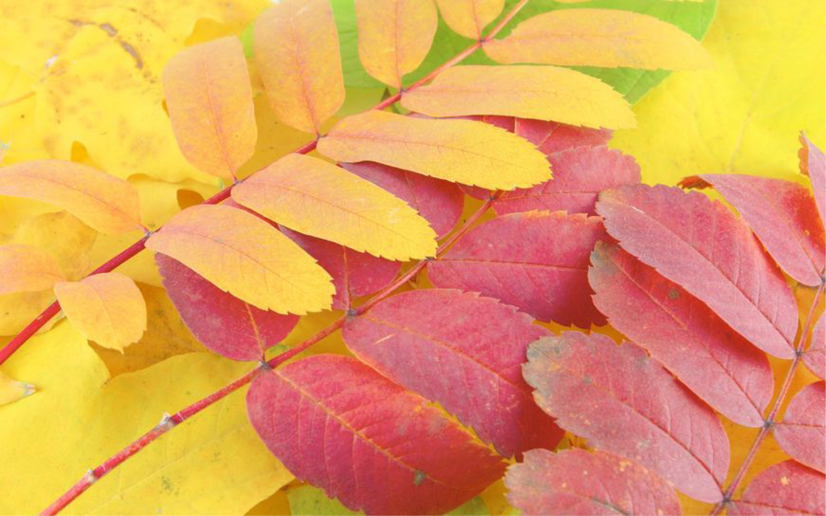 Bunte Herbstblätter