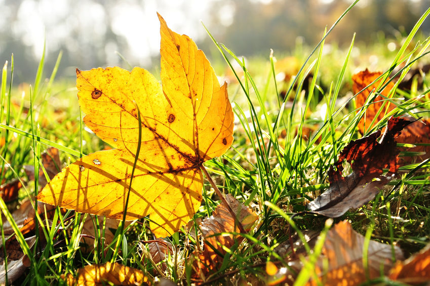 Ein gelbes Ahornblatt in der Herbstsonne