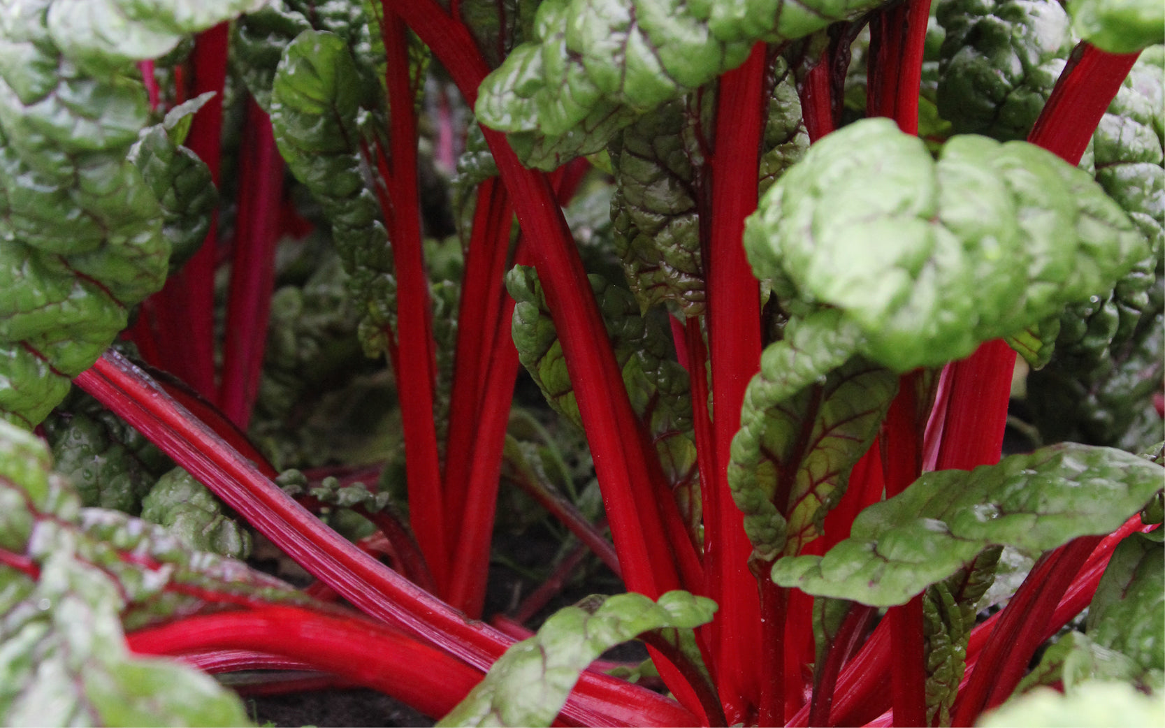 Die leuchtend roten Stiele des Mangold Feurio in Nahaufnahme