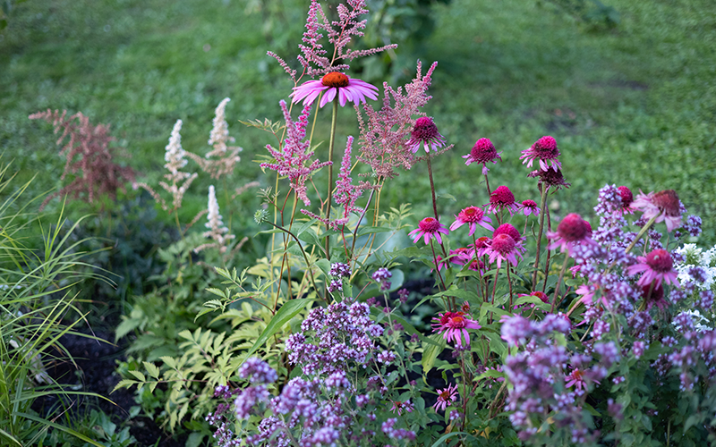 Aufnahmer verschiedener Stauden in einem Staudenbeet.