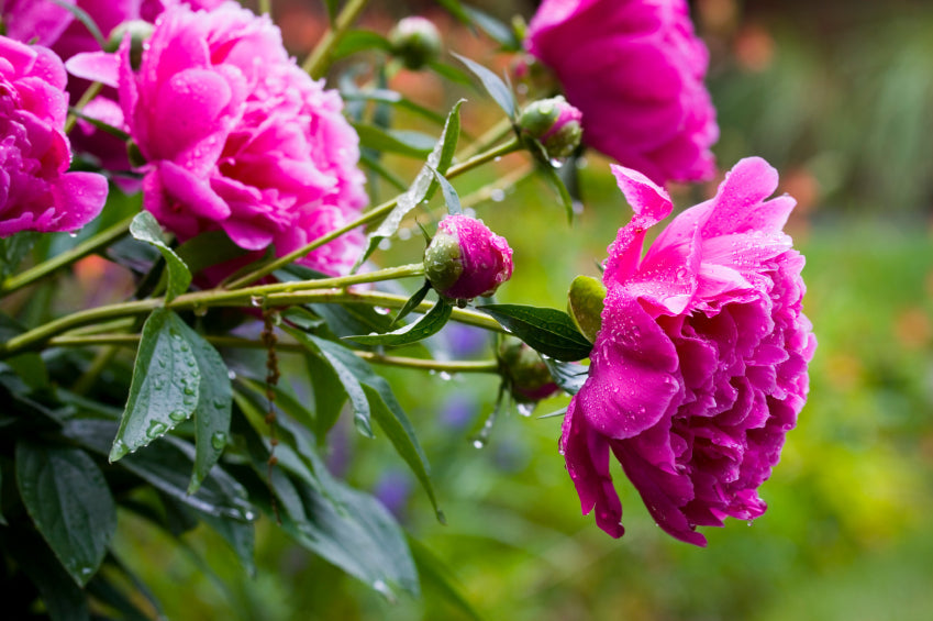 blühende Pflingstrosen in pink