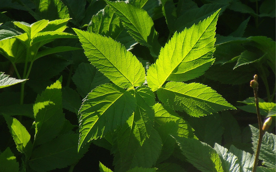 Ground elder  weed or green gold? How to use this wild growth in your   Gartenzauber