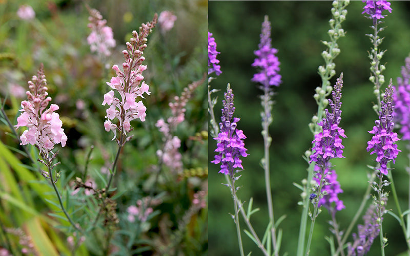 Zart rosafarbenes Purpur-Leinkraut Linaria purpurea ‘Canon Went’ und Linaria purpurea mit filigranen purpurfarbenen Blütenständen