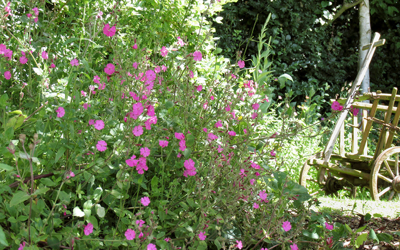 Wir legen eine Waldwiese an