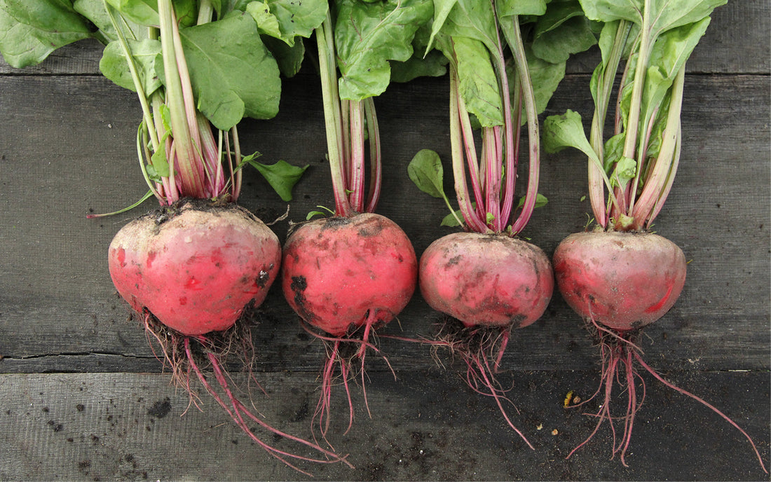 Frisch geerntete Rote-Bete-Knollen mit langen Wurzeln und grünen Blättern, nebeneinander auf dunklem Holzboden liegend.