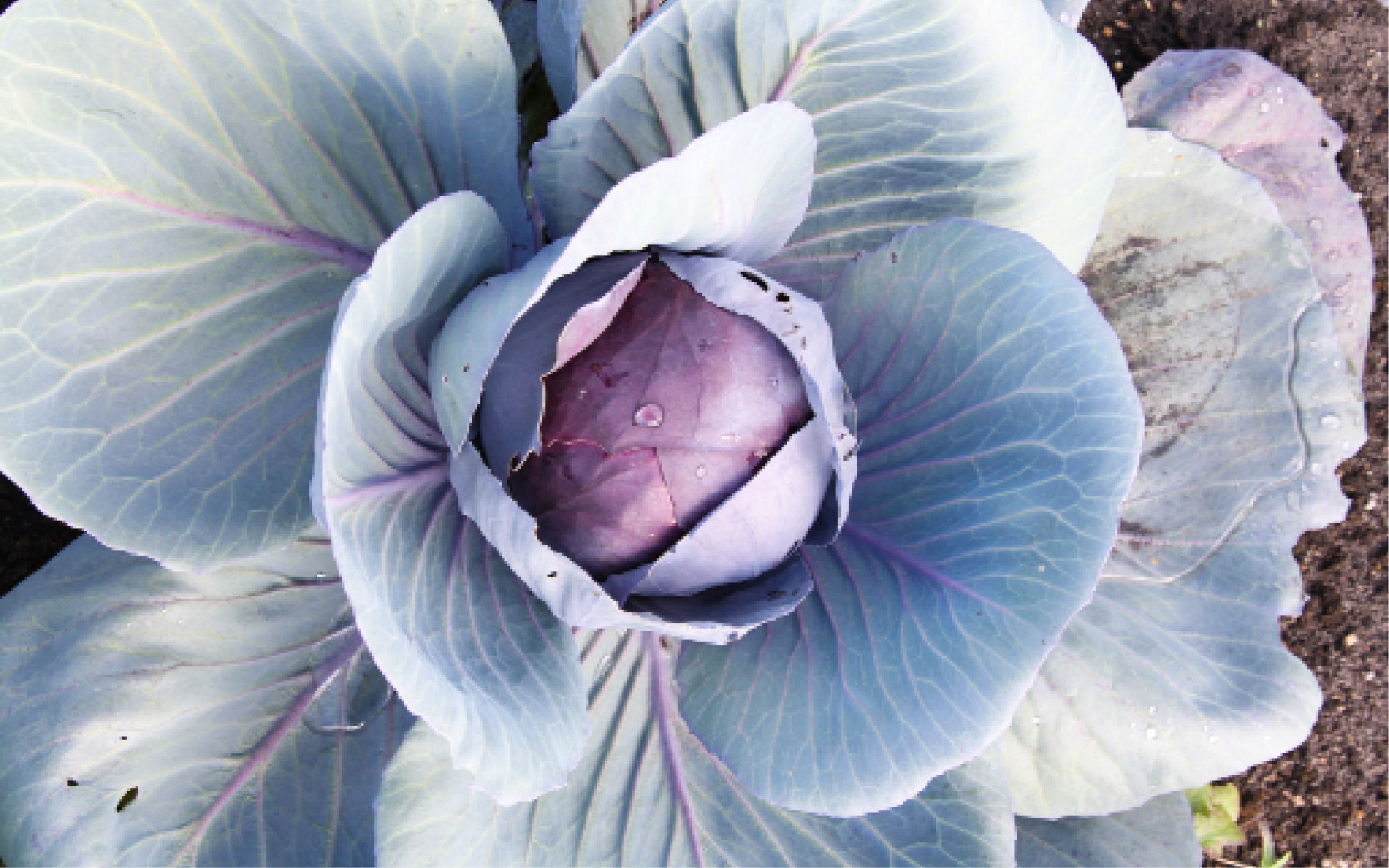 Ein knackiger Rotkohlkopf im Feld