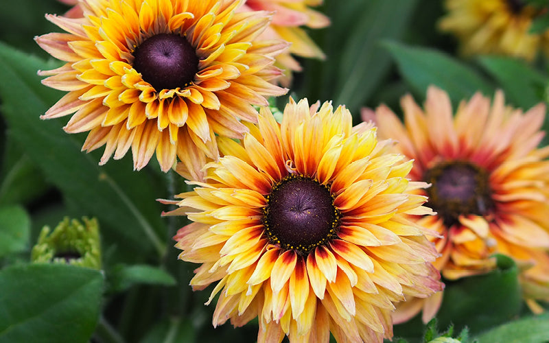 Gelbe Blüten des Sonnenhuts -Rudbeckia hirta von Gartenzauber