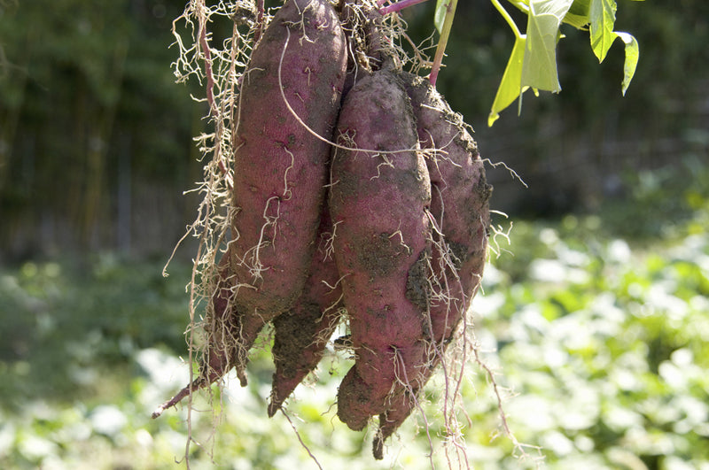 Frisch geerntete, erdverkrustete Süßkartoffeln mit tiefvioletter Schale und Wurzeln hängen im Sonnenlicht, mit einem unscharfen grünen Garten im Hintergrund.