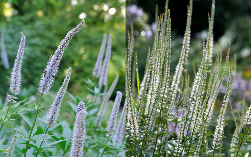 Sibirischer Kandelaber-Ehrenpreis (Veronicastrum sibiricum) mit aufrechten, kerzenförmigen Blütenständen im naturnahen Staudenbeet