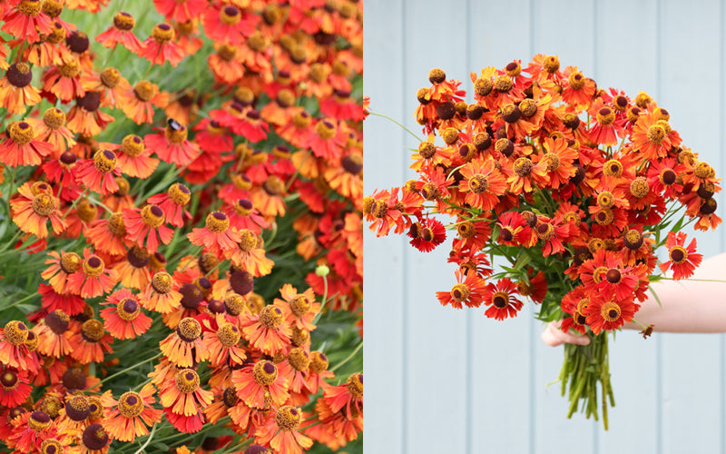 Sonnenbraut (Helenium autumnale) mit leuchtend roten und orangefarbenen Blüten im Staudenbeet und als spätsommerlicher Blumenstrauß