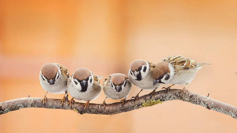 Vögel als Wetterfühler