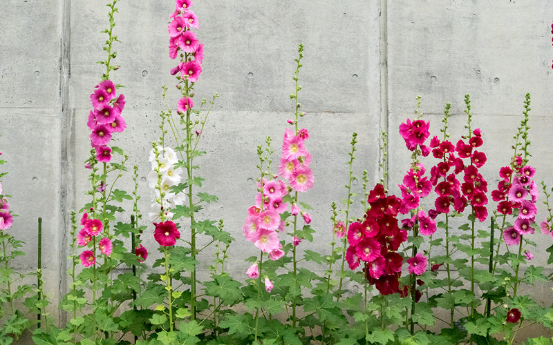 Stockrose (Alcea rosea-Hybr.) mit hohen Blütenständen im sonnigen Bauerngarten vor einer Hauswand