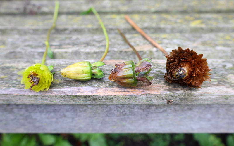 Nahaufnahme vier Dahlienkapseln in unterschiedlichen Reifestadien.
