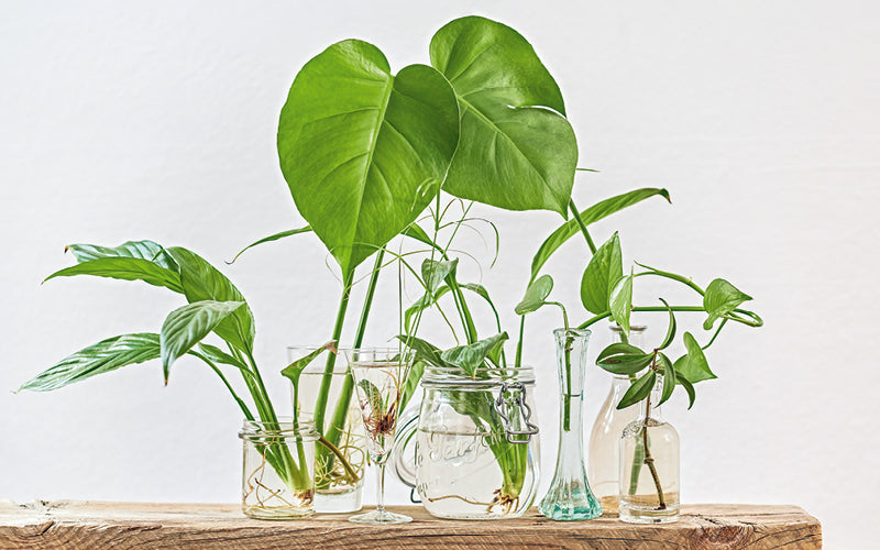 Zimmerpflanzen vermehren  Gartenzauber