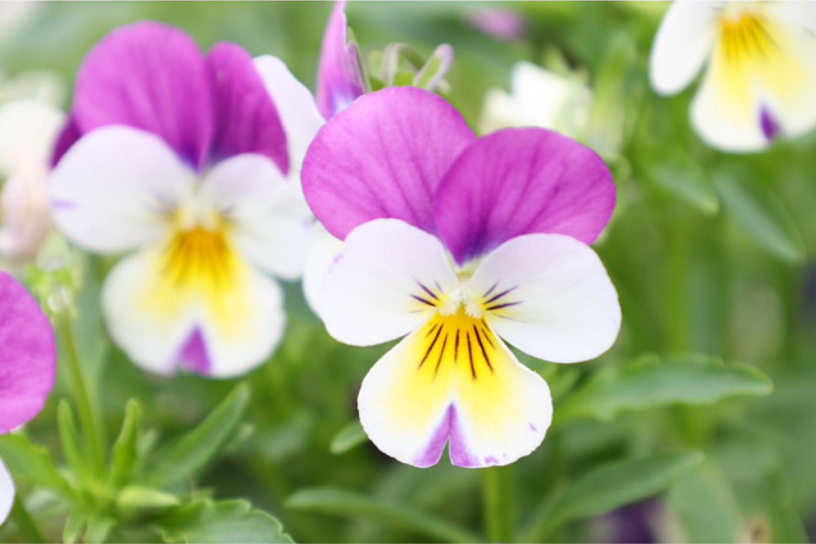 Hornveilchen 'Floral Power Persian Pink' mit zweifarbigen Blüten in Weiß, Gelb und Violett, im Frühlingsbeet.