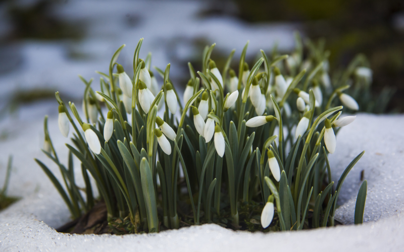 Gartentipps für den Ziergarten im Februar