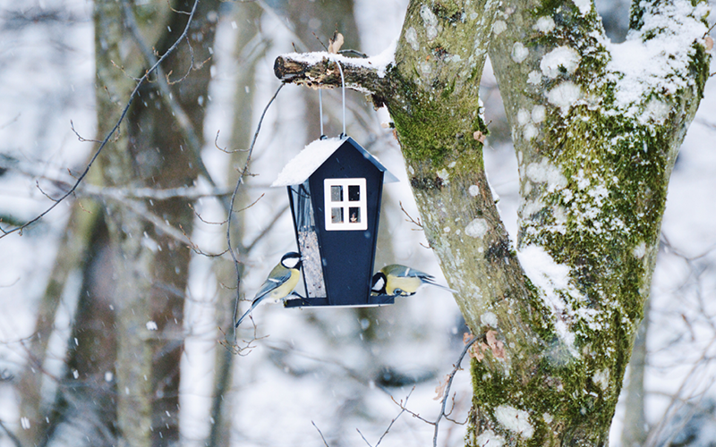 Gartentipps für den Ziergarten im Januar