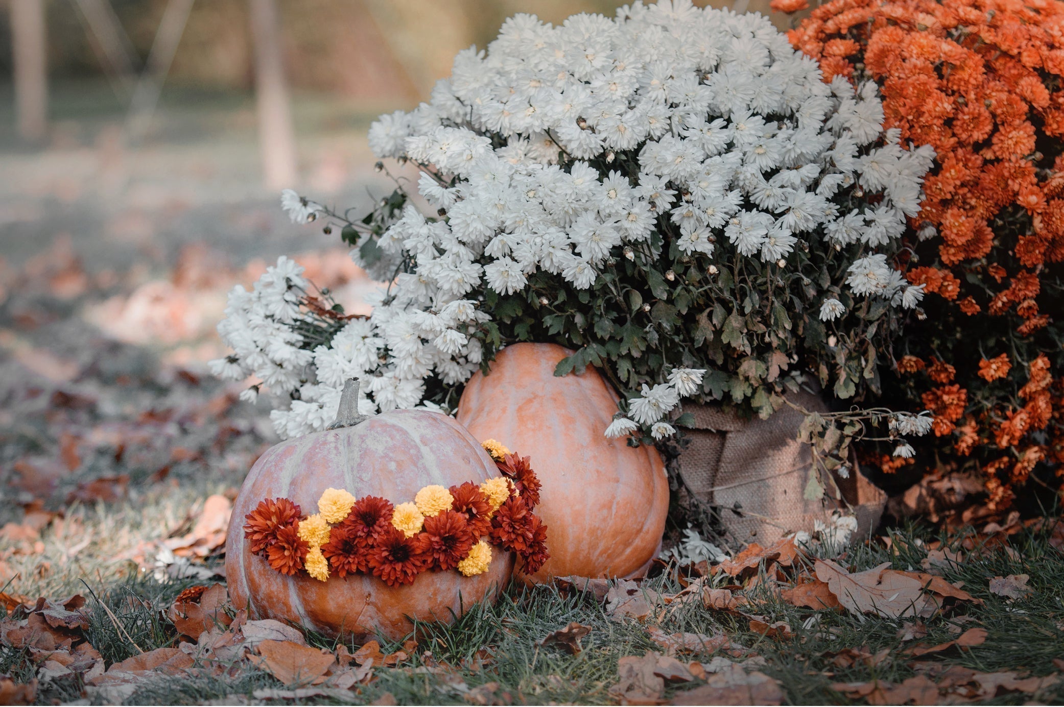 Gartentipps für den Ziergarten im November