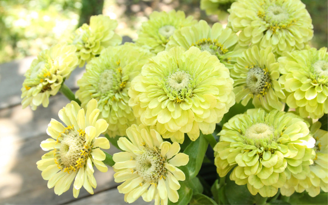 Hellgrüne, dicht gefüllte Blüten der Zinnie 'Benary's Giant Lime' in Nahaufnahme – ideal als sommerlicher Blickfang im Beet oder als haltbare Schnittblume.