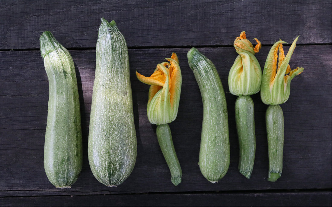 Frisch geerntete grüne Zucchini der Sorte 'Alberello', teilweise mit gelben Blüten, auf dunklem Holzhintergrund – ideale Sorte für Garten und Küche.