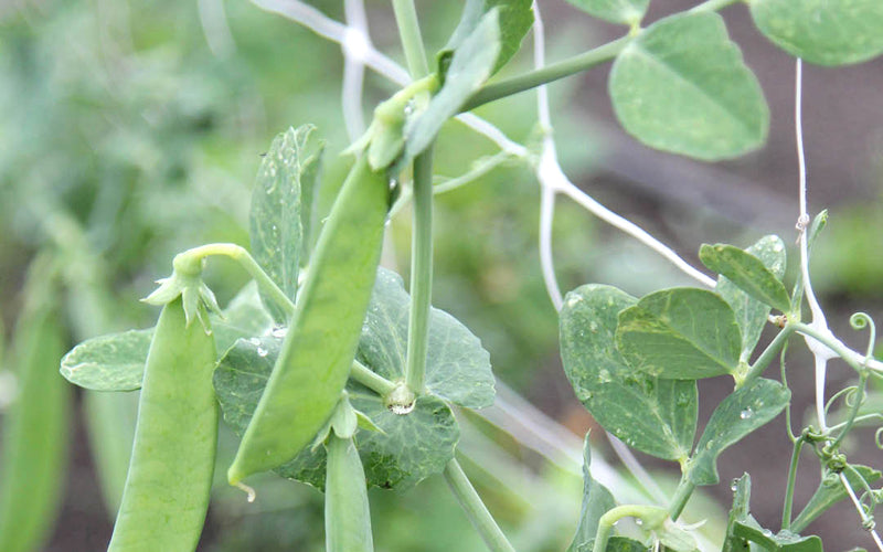 Erbsen (Pisum sativum) pflanzen, pflegen & ernten  Tipps fr Zucker-,   Gartenzauber