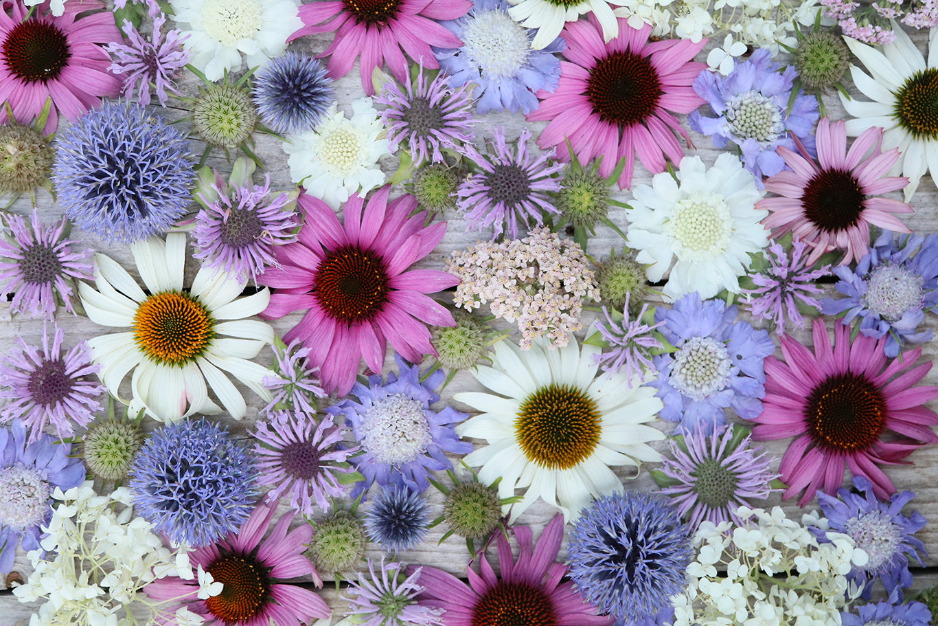 Stauden Samen kaufen | Gartenzauber