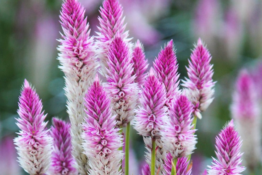 Buy Celosia seeds – Gartenzauber