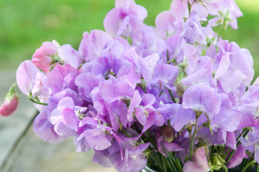 Nahaufnahme der Duftwicke 'Elegance Lavender' in einer Vase auf einem Holztisch.