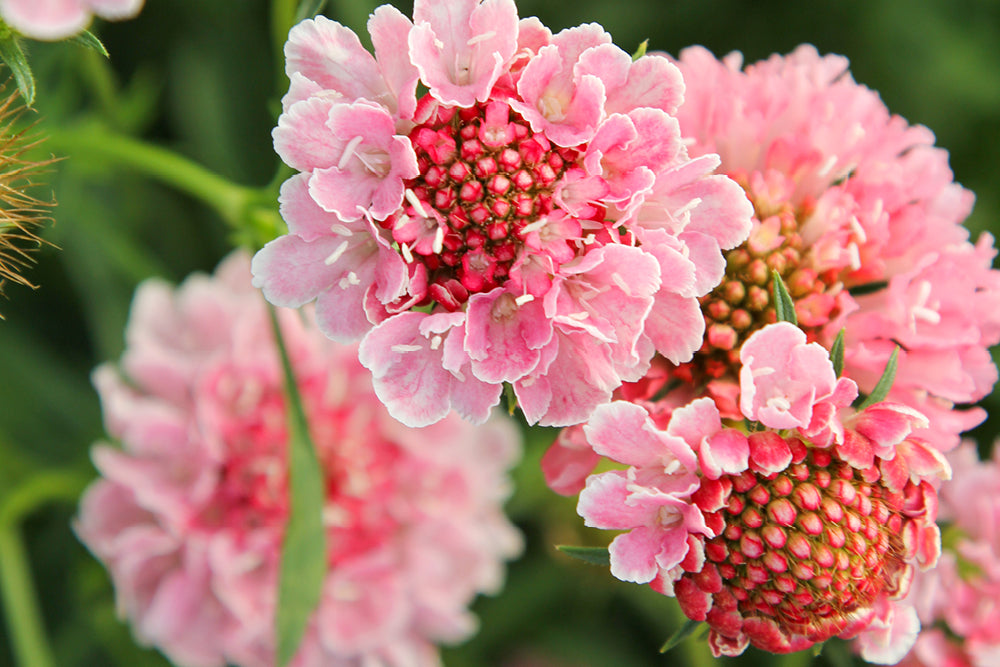 Nahaufnahme mehrerer Blüten der lachsfarbenen Gartenskabiose 'Salmon Rose'.