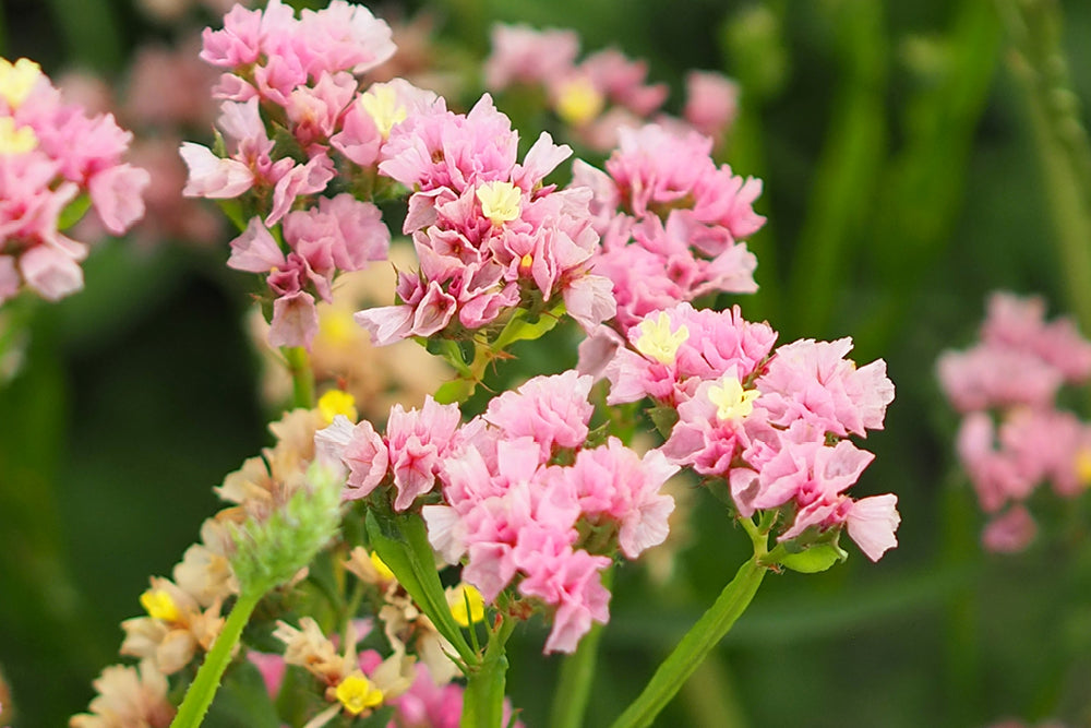 Geflügelter Strandflieder