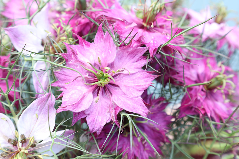 Blüten der Jungfer im Grünen 'Miss Jekyll Rose' Nigella damascena