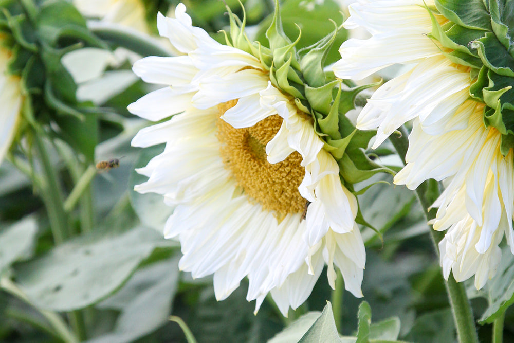 Sonnenblumen Samen kaufen  Gartenzauber