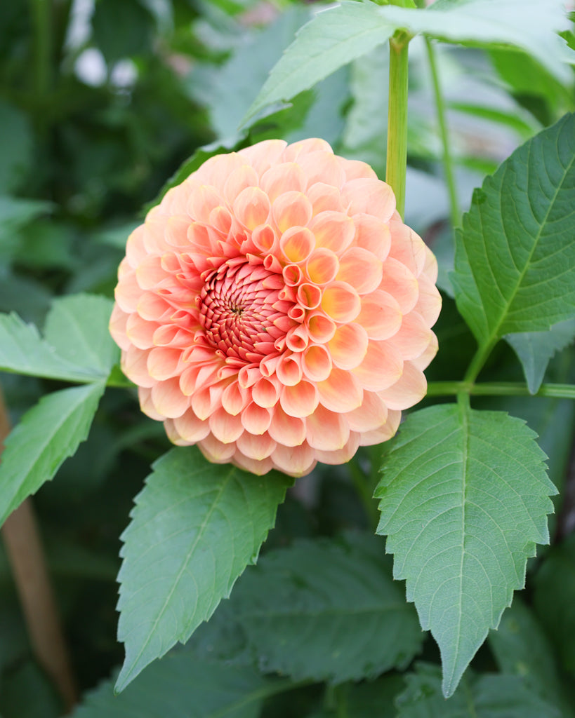 Eine Dahlienblüte der Sorte 20 Ave Softer Peach im Beet.