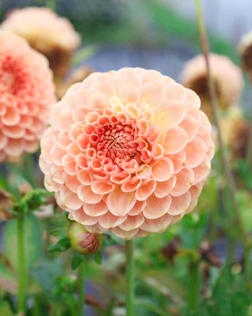 Eine Dahlienblüte der Sorte 20 Ave Softer Peach im Beet.