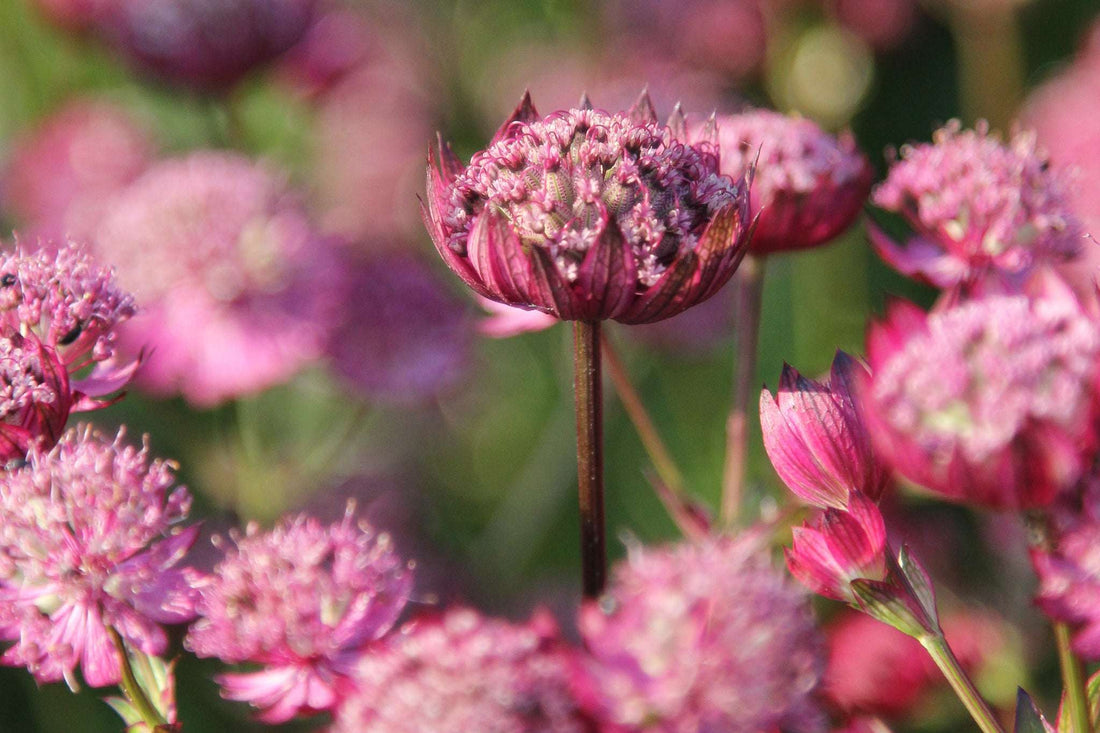 Sterndolde ‘Rosensinfonie’ (Astrantia major-Hybrid) mit leuchtend purpurrosa Blüten im sommerlichen Staudenbeet – ideale Staude für Halbschatten und Schnittblumen.