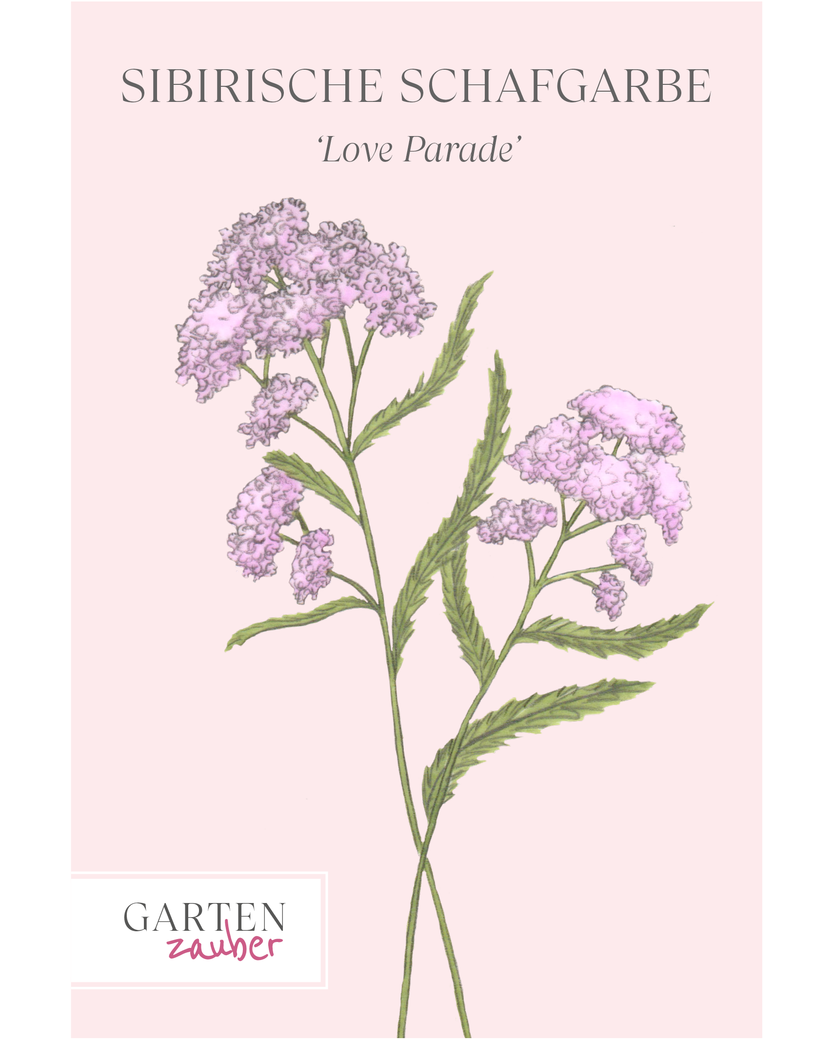Vorderseite der Saatguttüte Sibirische Silbergarbe ‘Love Parade’ – Achillea sibirica mit handgezeichneter Illustration der bonbonrosa Blüten aus der Gartenzauber-Saatgutserie.