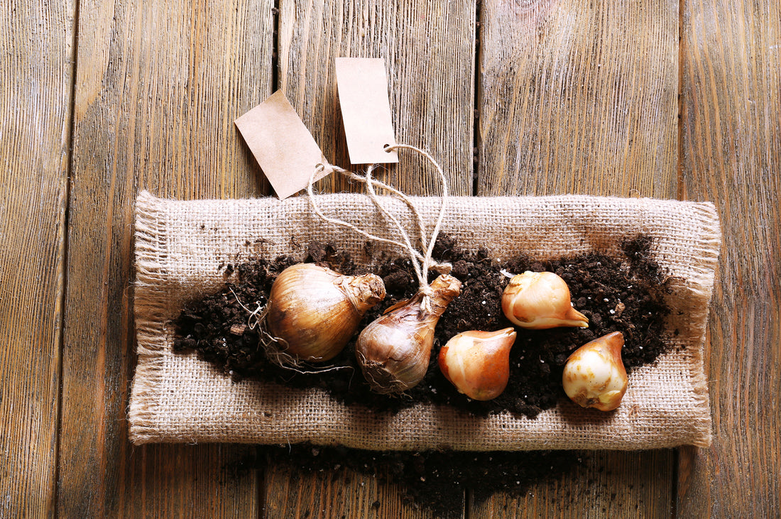 Stimmungsvolle Gartenbeleuchtung im Spätherbst mit Lichterketten und roten Blättern