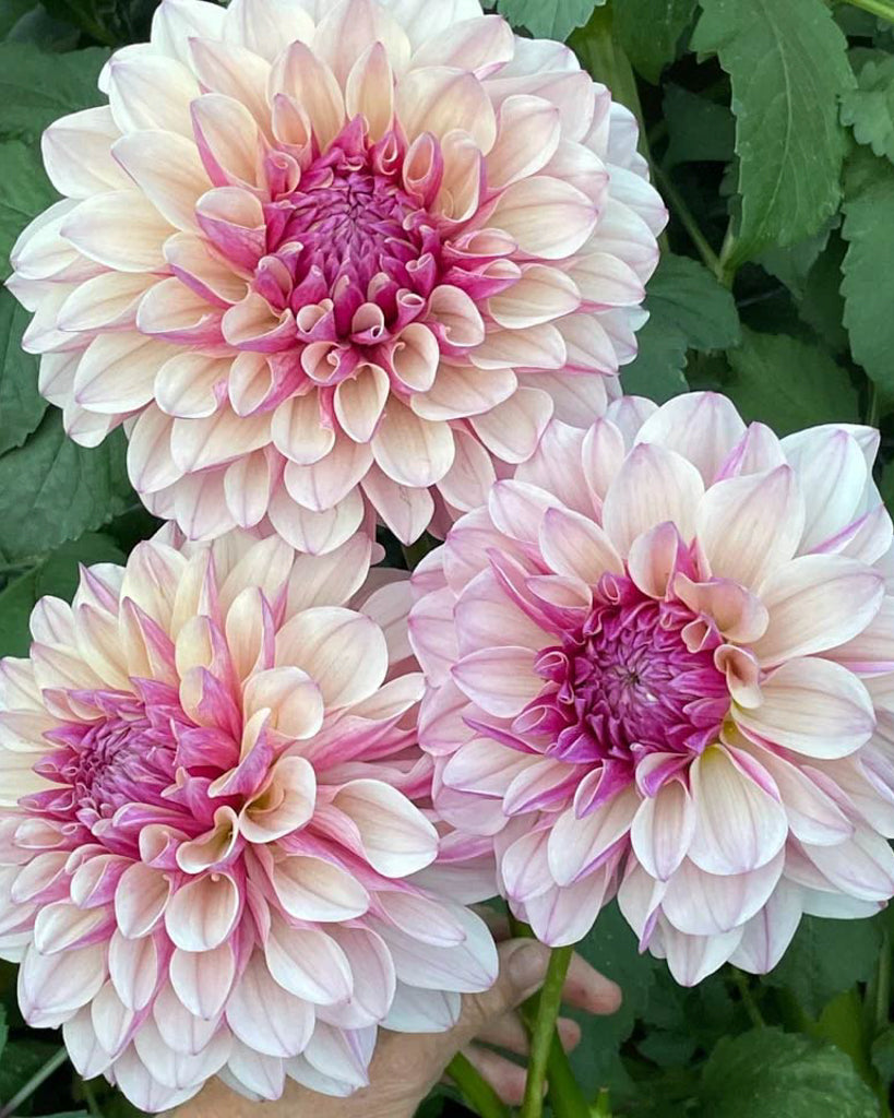 Drei Blüten der Dahlie KAs Penny Lane im Beet.