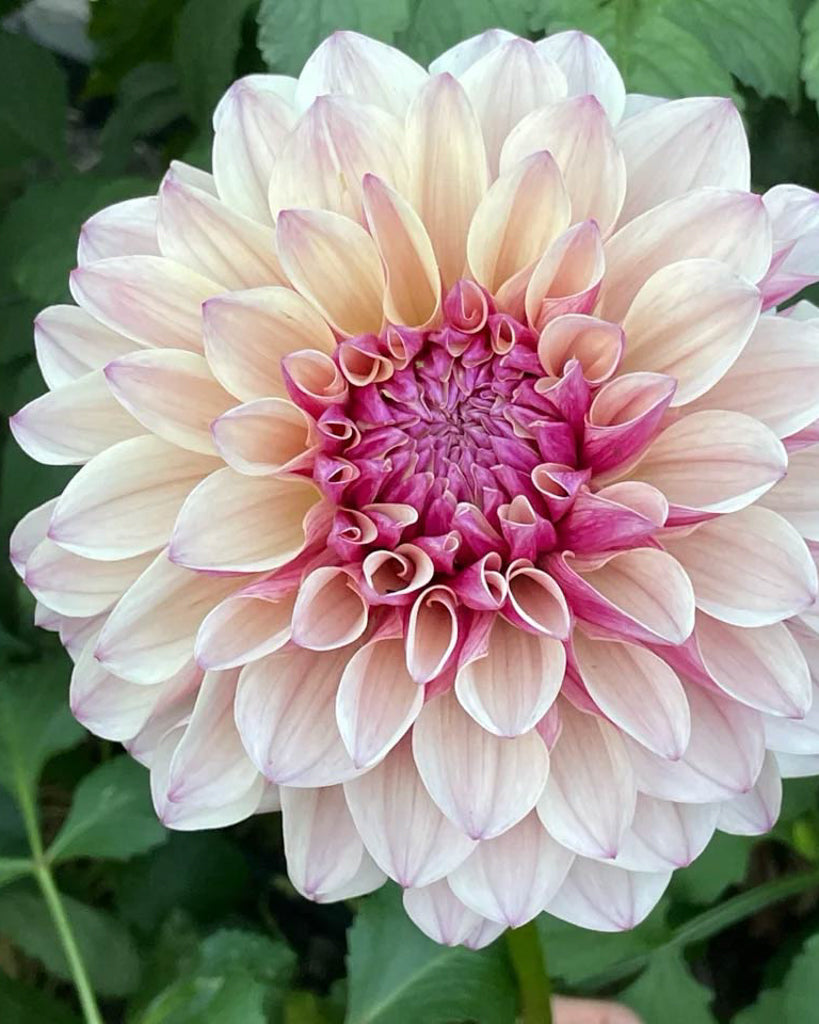 Eine Dahlienblüte der Sorte KAs Penny Lane im Beet.