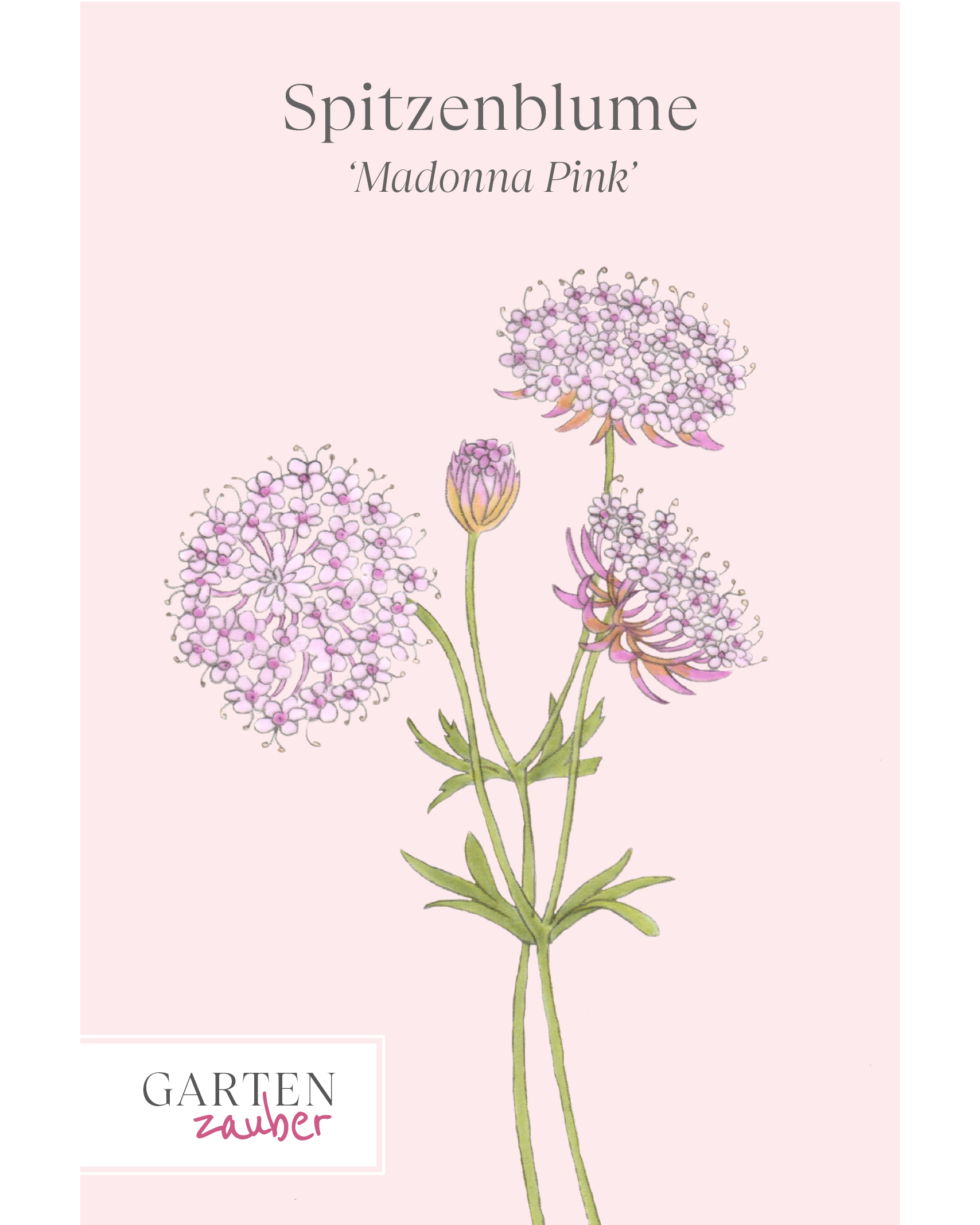 Vorderansicht saatguttüte Spitzenblume Madonna Pink