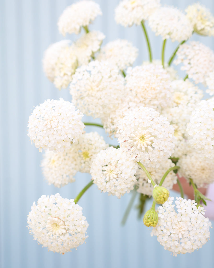Strauß der Spitzenblume Madonna White in die Kamera gehalten. Nahaufnahme