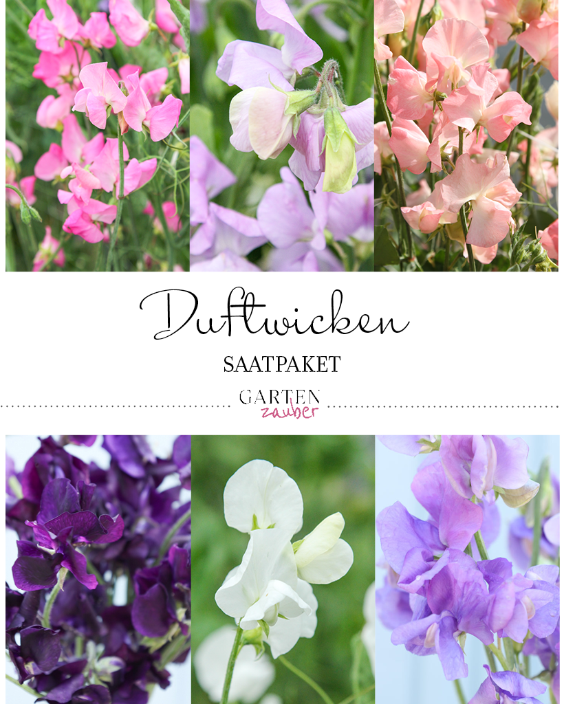 Titelbild Saatgutpaket Duftwicken mit Abbildungen von duftenden Duftwicken in verschiedenen Farben.