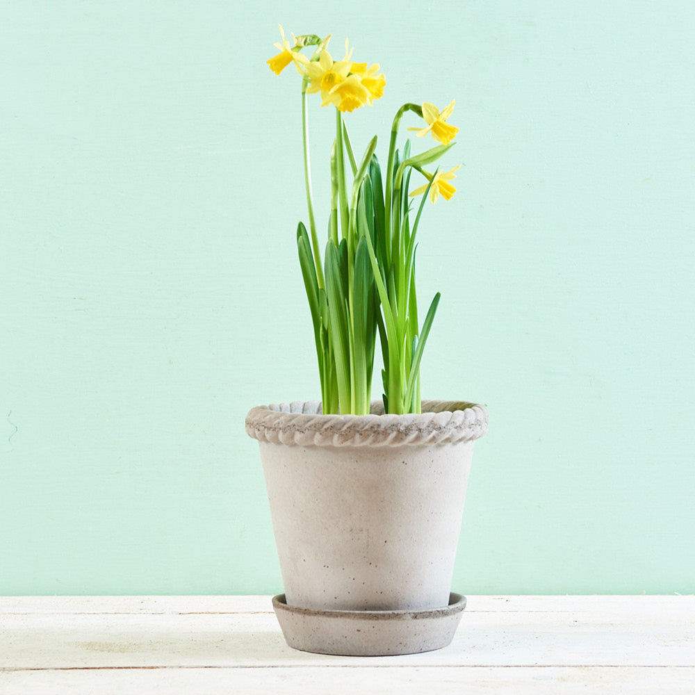 Handgefertigter Bergs Potter Tontopf Helena Grau Ø 16 cm mit Narzissen.