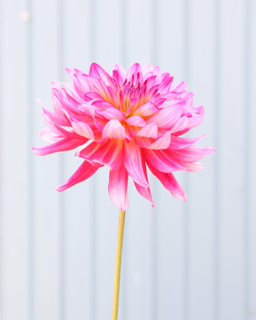 Eine einzelne Dahlienblüte der Sorte GZ Romy – rosafarbene dekorative Dahlie mit dichter Blütenform aus der Gartenzauber-Züchtung.