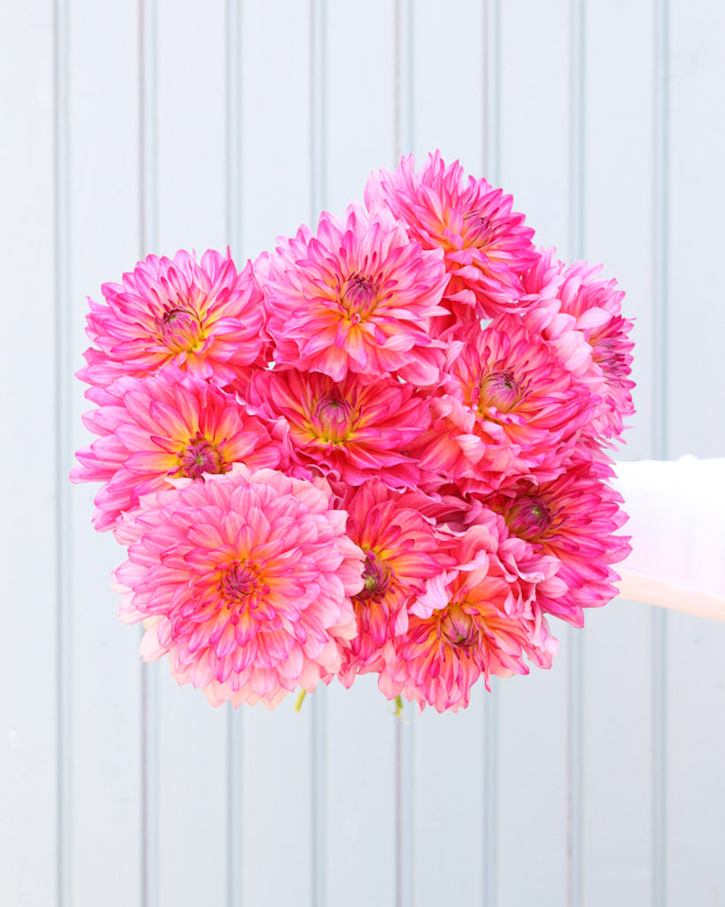 Dahlienstrauß der Sorte GZ Romy – rosafarbene dekorative Dahlie mit dichter Blütenform aus der Gartenzauber-Züchtung.