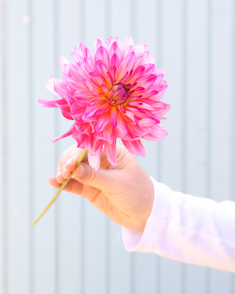 Eine Dahlienblüte der Sorte GZ Romy – rosafarbene dekorative Dahlie mit dichter Blütenform aus der Gartenzauber-Züchtung.