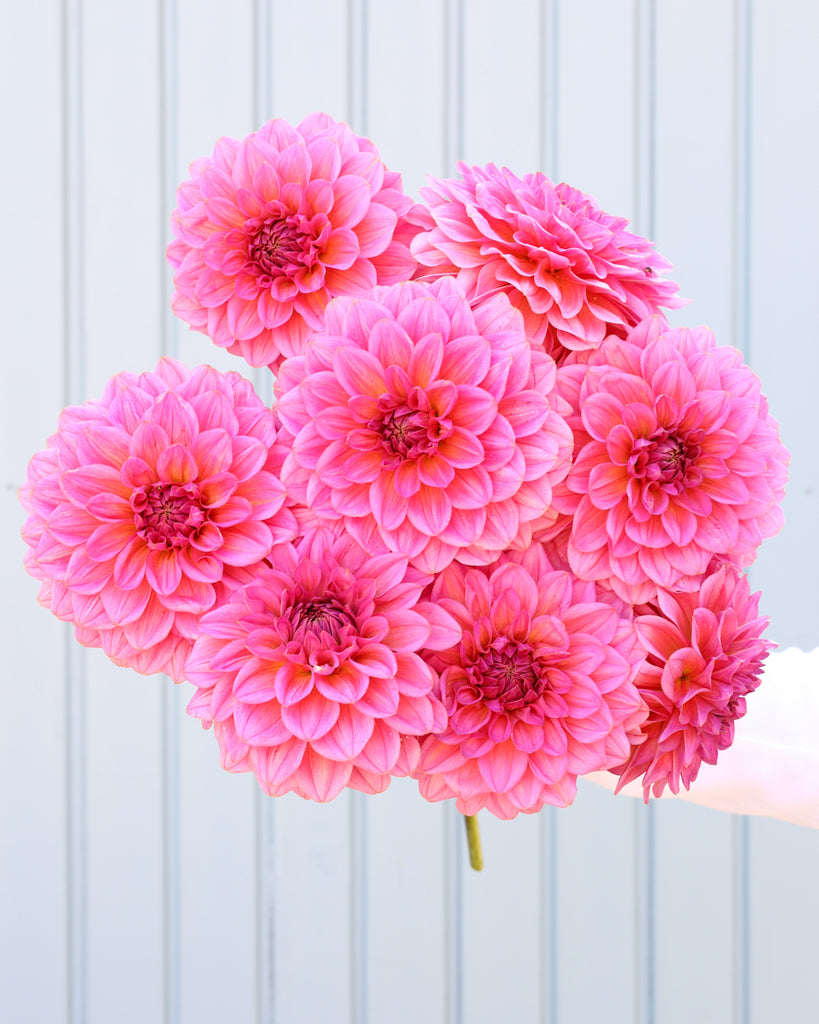 Ein Dahlienstrauß der Sorte GZ Bloomberry aus der Gartenzauber Züchtung vor einem hellblauen Hintergrund.