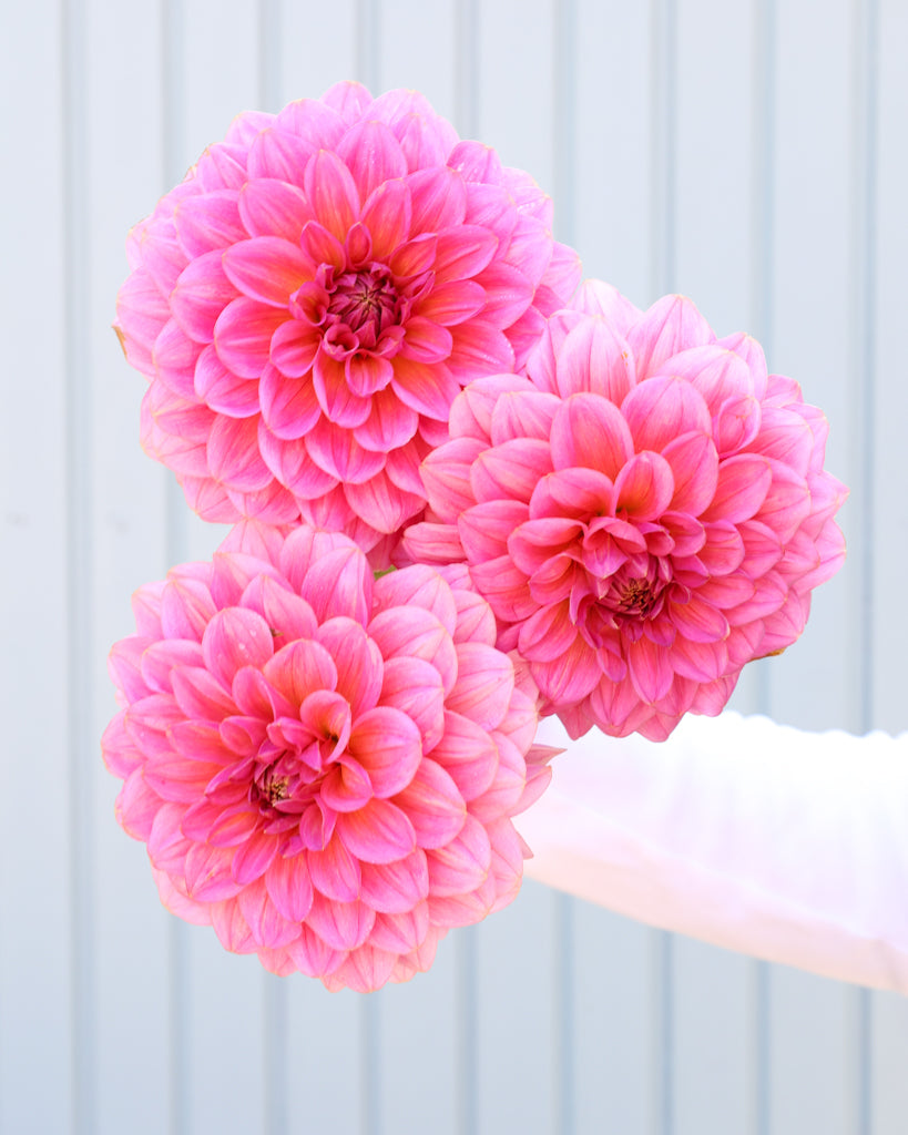 Drei Dahlienblüten der Sorte GZ Bloomberry aus der Gartenzauber Züchtung vor einem hellblauen Hintergrund.